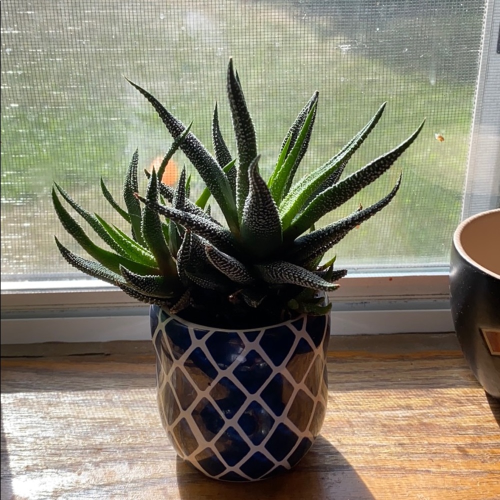 Meet your Posher, Diamond